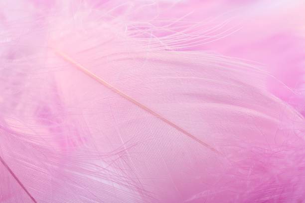 istock Beautiful pink feathers as background, closeup view 2235930677