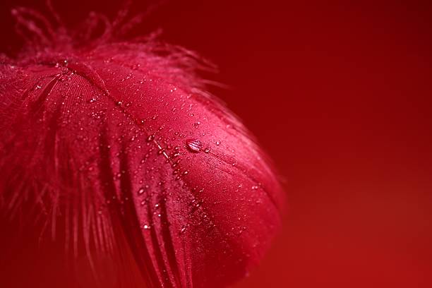 Fluffy feather with water drops on red background, closeup. Space for text