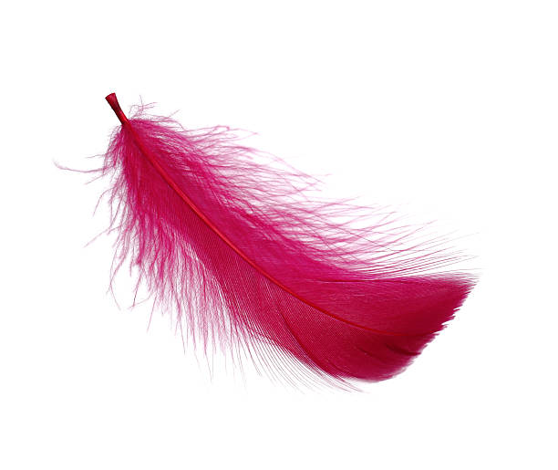istock One fluffy pink feather isolated on white 2235930899