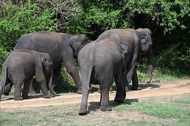 istock Asian elephant in Minneriya National Park, Sri Lanka 2235931027