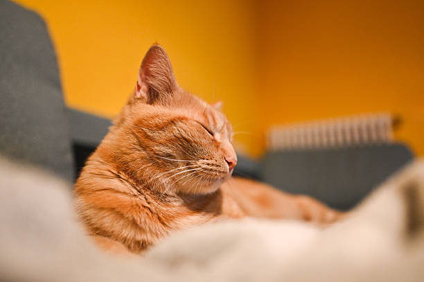 istock Ginger cat sleeping peacefully on sofa in cozy home 2235933323