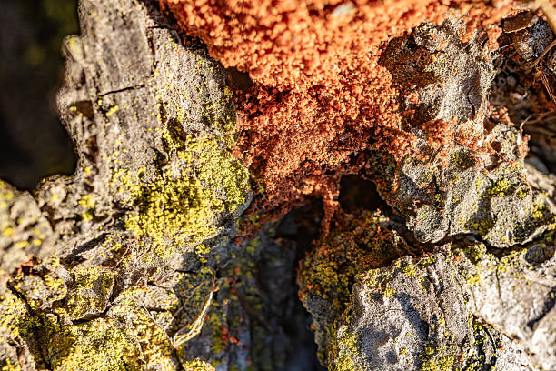 Madrid. Spain. Close-up view of orange and yellow lichen growing on textured tree bark, highlighting the intricate patterns and colors of nature