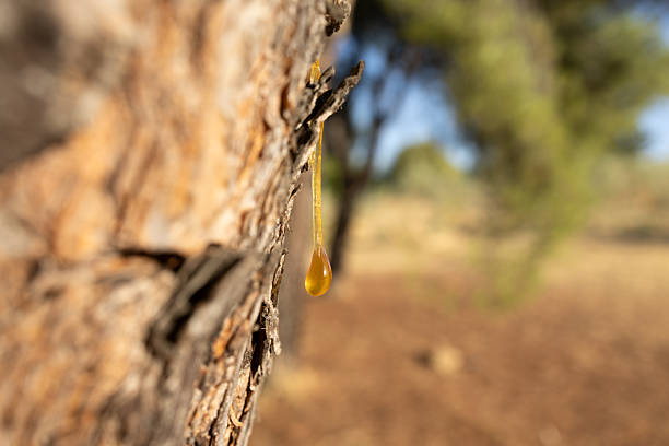 Madrid. Spain. Close-up of a glistening golden resin droplet hanging from the bark of a tree, capturing the beauty of nature's intricate details with a blurred background