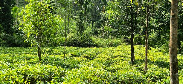 istock tea plants in nature - Sri Lanka 2235933830