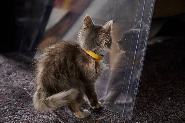 Curious kitten explores its reflection in a transparent surface at home in the afternoon
