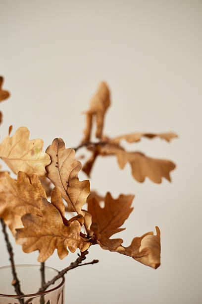 Dried oak branches elegantly arranged in a glass on a wooden stool in a minimalist interior setting
