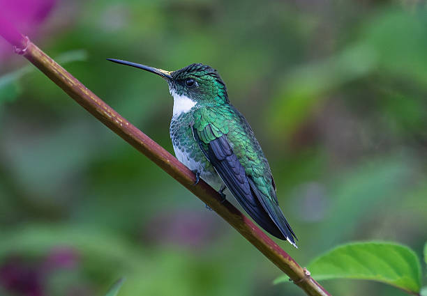 istock Throated Hummingbird 2235935828