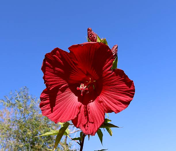5 枚の花弁と大きな赤い花がブッシュで育つ - 数字の5のストックフォト