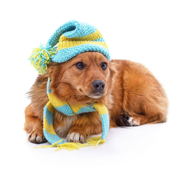 istock Dog in a hat and scarf. 2235938088