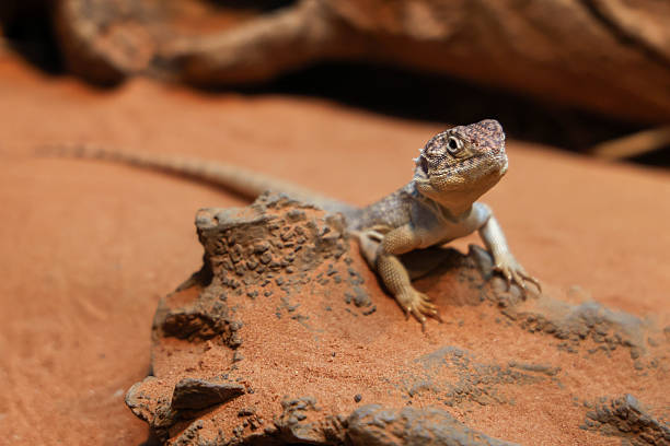 The Central Netted Dragon is nature animal in australia