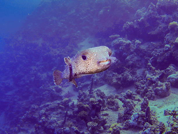 Porcupinefish swimming in open water near a coral reef in the Red Sea, Egypt