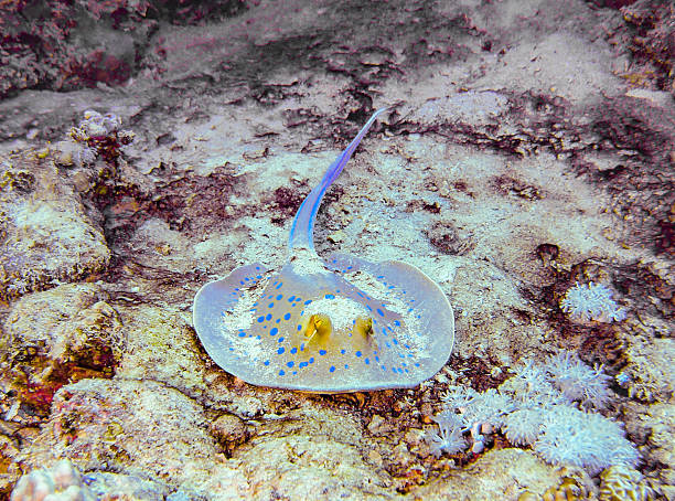 istock Blue-Spotted Stingray on Sandy Seabed, Red Sea, Egypt 2235939524