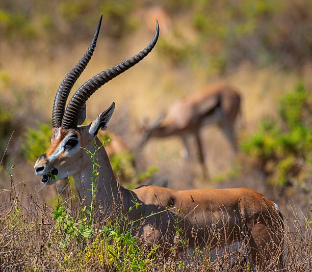 istock Grant's Gazelle in African Savannah 2235943175