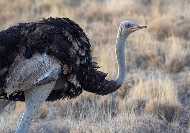istock Ostriches walking in the Savannah 2235943241
