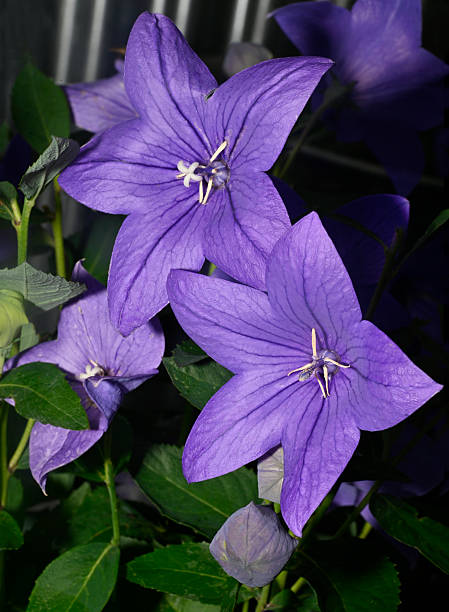 istock Balloon flower, Platycodon grandiflorus. 2235943392