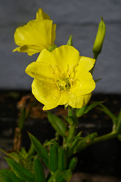 Evening primrose oil in a bowl with fresh blooming Oenothera biennis plant on a table