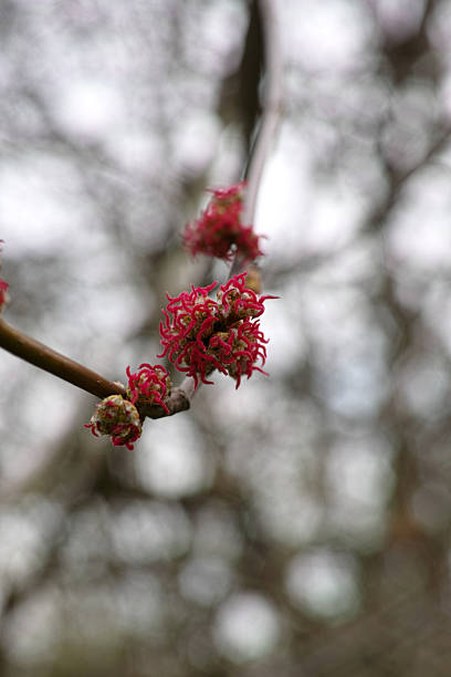 istock Flower of Red Maple (Acer rubrum) 2235946646