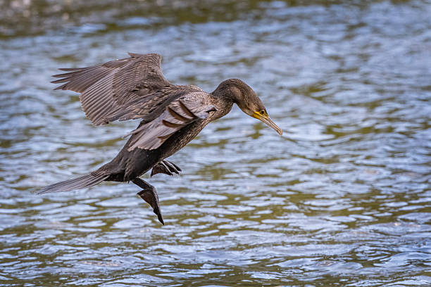 istock Cormorant gentle landing 2235946966