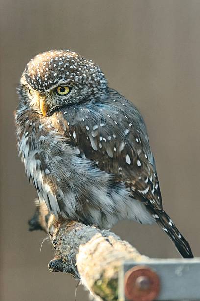 istock Pearl-spotted owlet perched on a branch, showcasing its small size, distinctive spotted plumage, and alert gaze. This nocturnal African bird is known for its charming appearance in savanna 2235947263