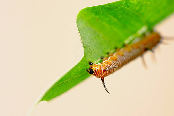 istock Macro insect photography 2235948023