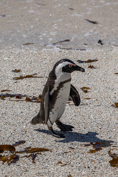 istock One penguin stand on sandy coast. 2235950015