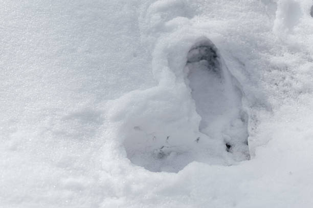 istock Shoe print is in the snow 2235950931
