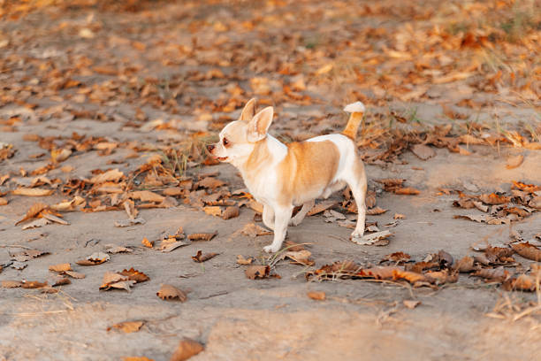 Small dog is walking on a sandy area with leaves on the ground. The dog is brown and white