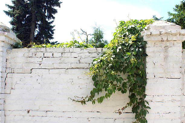 A climbing flower grows on a white stone fence.