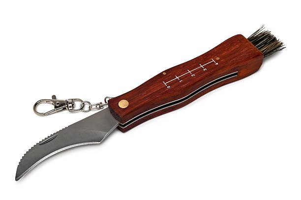 Clasp knife with brush for mushroomon on white background