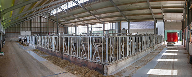 istock Fully automated feeding system at a dairy farm in The Netherlands 2235953807