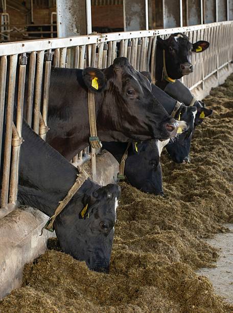 istock Cows in a modern stable at a dairy farm in the Netherlands are feeding. 2235953876