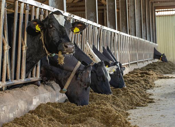 Cows in a modern stable at a dairy farm in the Netherlands are feeding. The scene features several black and white Holstein cows (Bos taurus) with their heads through metal feeding barriers, consuming hay or silage spread along a concrete floor. The stable design includes robust metal railings and a partially open roof, allowing for ventilation and efficient access to feed. The setting reflects contemporary dairy farming practices focused on productivity and animal welfare.