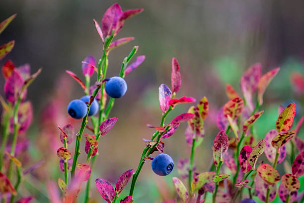 ripe blueberries on a blurry background. close-up. colorful macro photo of a berry. the screensaver. healthy eating. vitamin for the eyes. blueberries. Vaccinium myrtillus. medicinal berry