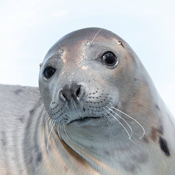 istock Rescued Young Seal Cub in Shallow Water 2235955620