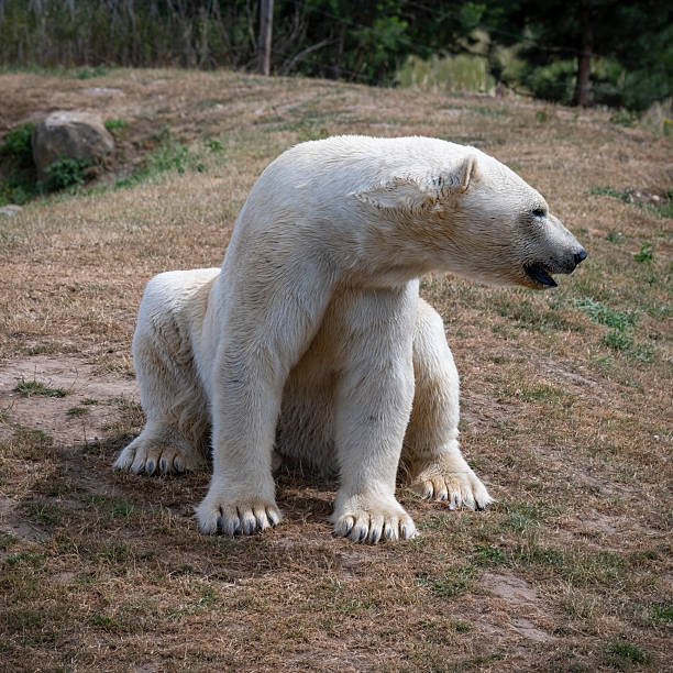 istock Polar Bear Sitting on the Ground 2235955771