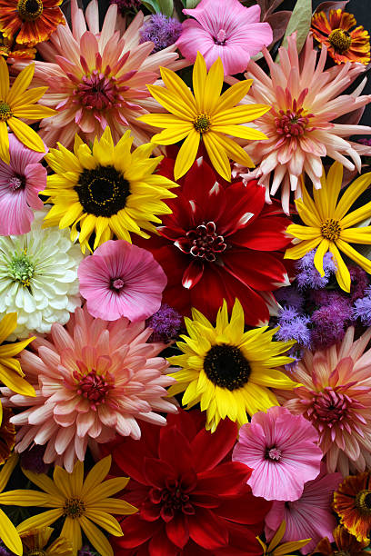 istock Colorful flower heads creating vibrant floral background 2235955879