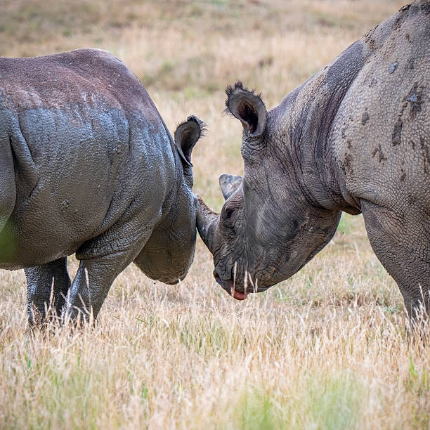 istock Mother Black Rhinoceros with Her Calf 2235955915