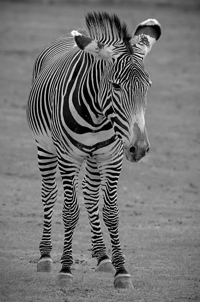 istock Black and White Gravy's Zebra Standing in a Field 2235955922