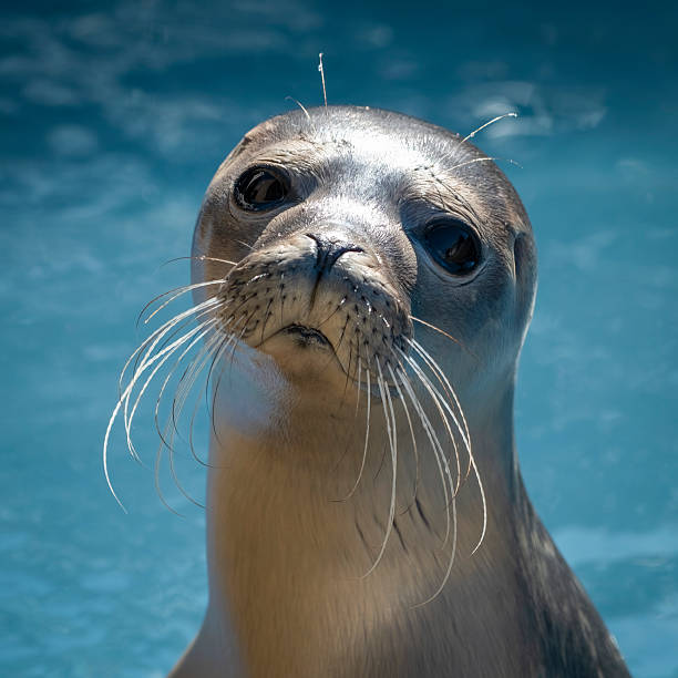 harbour seal in a rehabilitation pool uk
