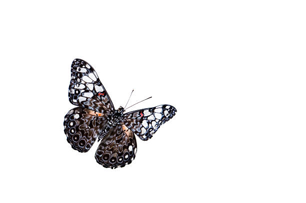 istock Detailed View of Cracker Butterfly Wing Pattern 2235956131