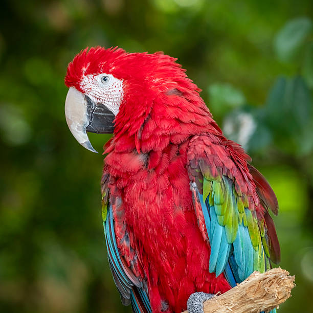 istock Close up Red and Green Macaw 2235956301