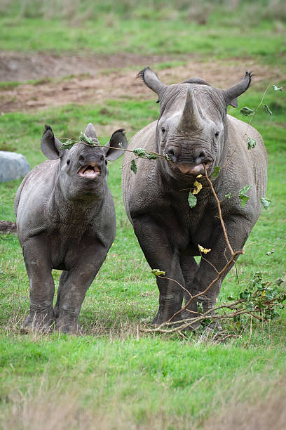 Black Rhinoceros Mother Calf Feeding