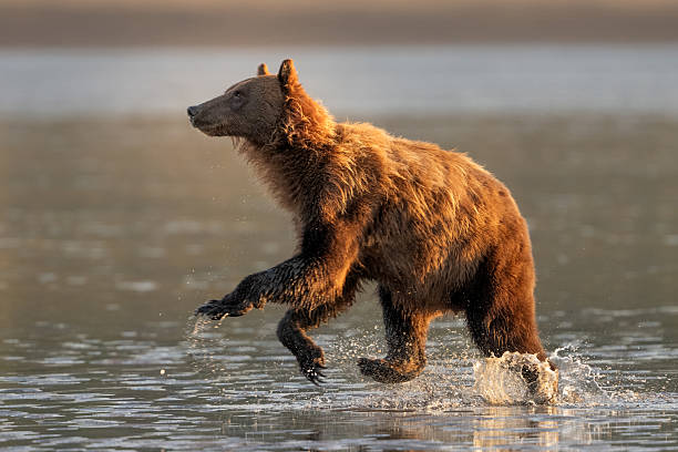 Mother bear at sunrise chasing away another bear