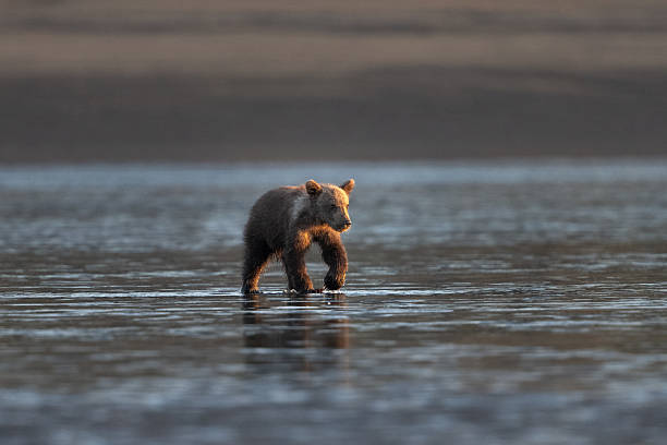 istock Bear cub walking across a wet low tide field 2235957347
