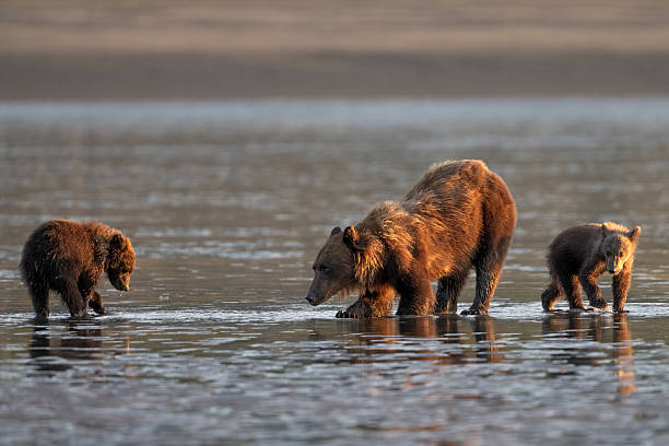 Mother bear at low tide playing with her cubs and learning to dig for clams