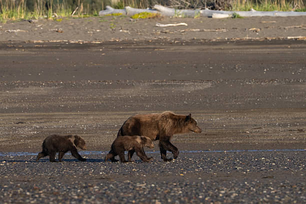 Mom bear and her two cubs wet from playing in the water and walking down the beach