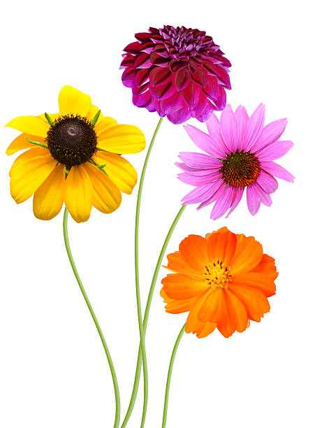 istock Summer colorful flowers bunch 2235957954