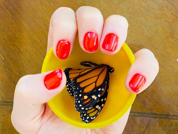A person’s had is holding an yellow cup. Inside of the cup is a dried Monarch Butterfly. And the nails are colored red. Some creative ideas. Located in Corona, California.