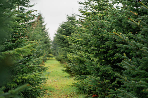 istock Planting green Christmas trees. Open market. 2235961411