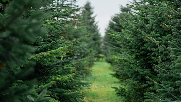 istock Planting green Christmas trees. Open market. 2235961415